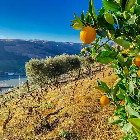 Romantic Luxury Douro Valley And Vineyard Villa Folgosa (Viseu)